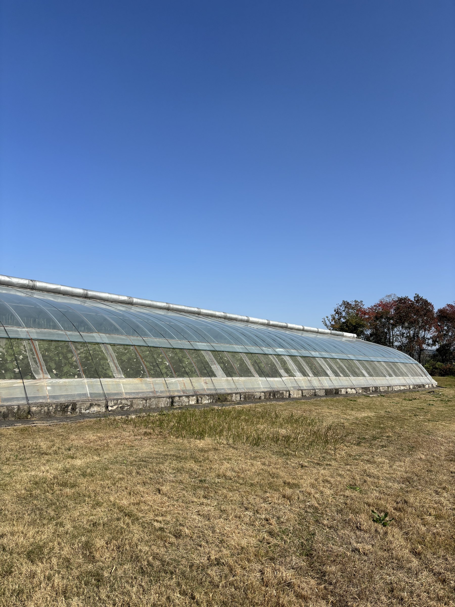 北方日光温室反季节生产园区